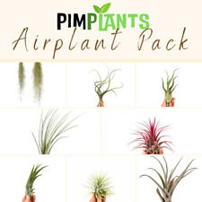 Air plant pack for sale  SALTBURN-BY-THE-SEA