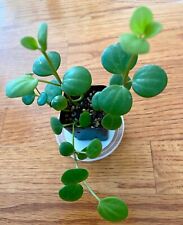 Peperomia hope pot for sale  San Francisco