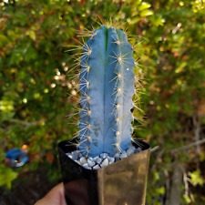 Brazilian blue cactus for sale  Ashmore