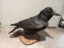 Large carrion crow for sale  PAIGNTON