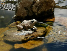 Water jar pond figure frog figure with solar pump for garden pond frog new for sale  Shipping to South Africa