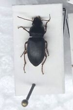 Pseudoophonus griseus coleopte usato  Merate