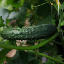 Cucumber marketmore 3 for sale  BECCLES