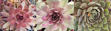 Kit collection sempervivum d'occasion  Mont-près-Chambord