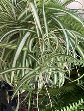 Variegated spider plant for sale  Rancho Cucamonga