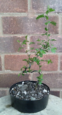 Hawthorn bonsai tree for sale  DUDLEY