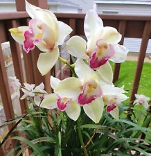 cymbidium orchid for sale  Homer Glen