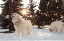 Dog postcard pyrenean for sale  ROCHESTER