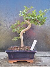 Bonsai tree chinese for sale  ELGIN