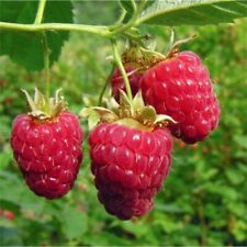 Used, 20 RED  RASPBERRY SEEDS FREE USA SHIPPING for sale  Shipping to South Africa