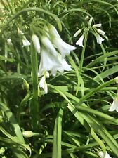 Three cornered leek for sale  KEIGHLEY