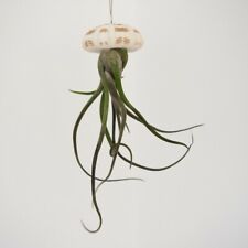 Airplant tillandsia sea for sale  IPSWICH