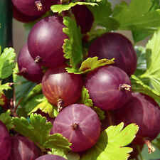Gooseberry plants ribes for sale  UK