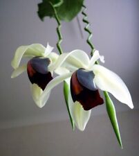 Orchid orchid coelogyne for sale  Shipping to Ireland