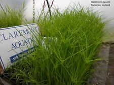 Cyperus vegetus bare for sale  LEYLAND