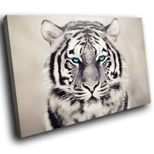 A251 white tiger for sale  STRABANE