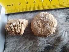 Lot fossile oursin d'occasion  Saint-Savinien