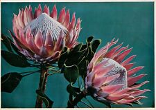 Protea Cynaroides [Giant or King Protea] (Protea Colour Prints Ltd) 1980s, used for sale  Shipping to South Africa