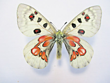 Entomologie Papilionidae Parnassius wiscotti Elevage V. Pierrat 2001 for sale  Shipping to South Africa