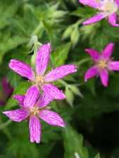 Hardy geranium seedless for sale  LLANIDLOES