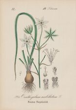 Dolden-Milchstern (Ornithogalum Umbellatum) Chromo-Lithographie From 1880 for sale  Shipping to South Africa
