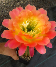 Cacti cactus echinopsis for sale  Shipping to Ireland