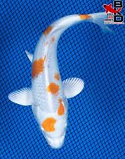 many koi fish for sale  Claudville