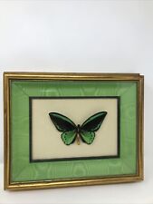 Vintage Real Green Birdwing Butterfly (Ornithoptera Priamus Arruana): Shadowbox for sale  Shipping to South Africa