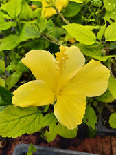 Hibisco amarillo, planta segunda mano  Embacar hacia Argentina