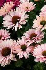 Echinacea sunseekers salmon for sale  Jasper