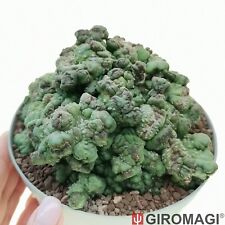 euphorbia milii usato  Cortona