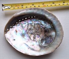 Vintage natural abalone for sale  MILTON KEYNES