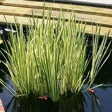 Acorus gramineus variegatus for sale  GLASGOW