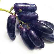 1 pacote com 50 sementes de uva dedo preto Vitis Vinifera herança de sementes de frutas orgânicas comprar usado  Enviando para Brazil