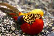 Red golden pheasants for sale  Staten Island