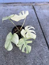 Monstera full mint for sale  Happy Valley