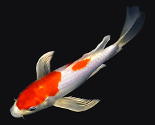 Live koi fish for sale  Lewisville
