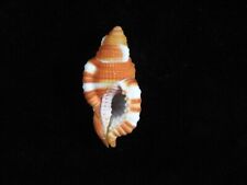Sea Shell Cymatium septa rubeculum 40.1mm ID#7441, used for sale  Shipping to South Africa