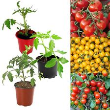 Mixed tomato plants for sale  GLASGOW