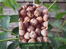 Walnussbaum juglans regia gebraucht kaufen  Wuppertal