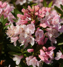 Kleinblütiger rhododendron bl gebraucht kaufen  Bad Zwischenahn