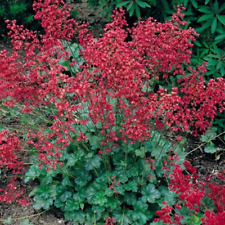 Flower - Heuchera sanguinea – coral bells firefly -1500 Seeds - 1st for sale  Shipping to South Africa