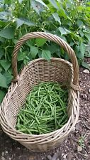 Climbing french bean for sale  DUDLEY