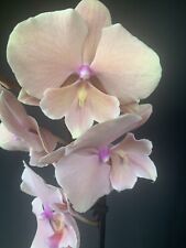 Phalaenopsis for sale  LONDON