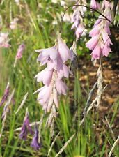 Dierama species mixed for sale  TROWBRIDGE