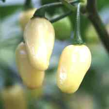 White habanero pepper for sale  Tarpon Springs