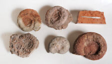 Ammoniti varie lotto usato  Zane