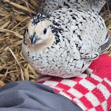 Snowflake bobwhite quail for sale  UK