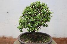 Baby jade bonsai for sale  Freeport