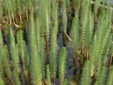 Mares tail oxygenating for sale  BUCKFASTLEIGH